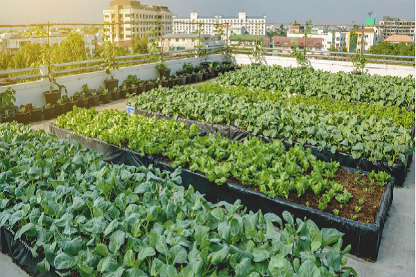 First Rooftop Organic Farming