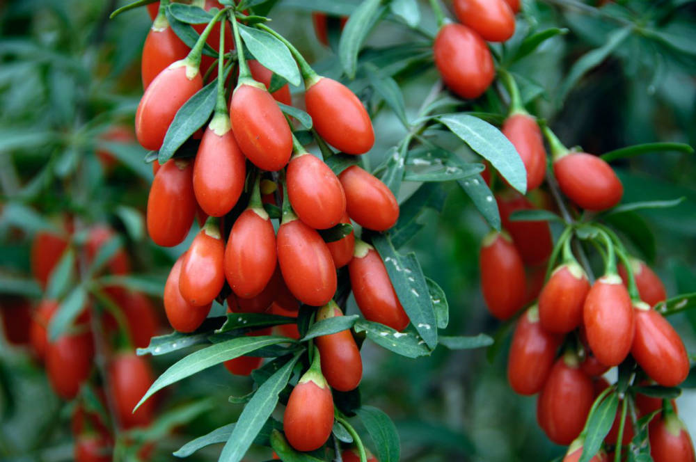 Goji Berries Fruits