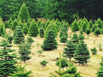 Growing Christmas Trees