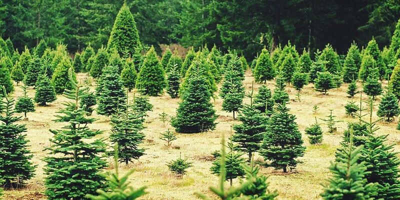 Growing Christmas Trees