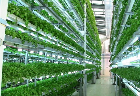 Hydroponics Cultivation