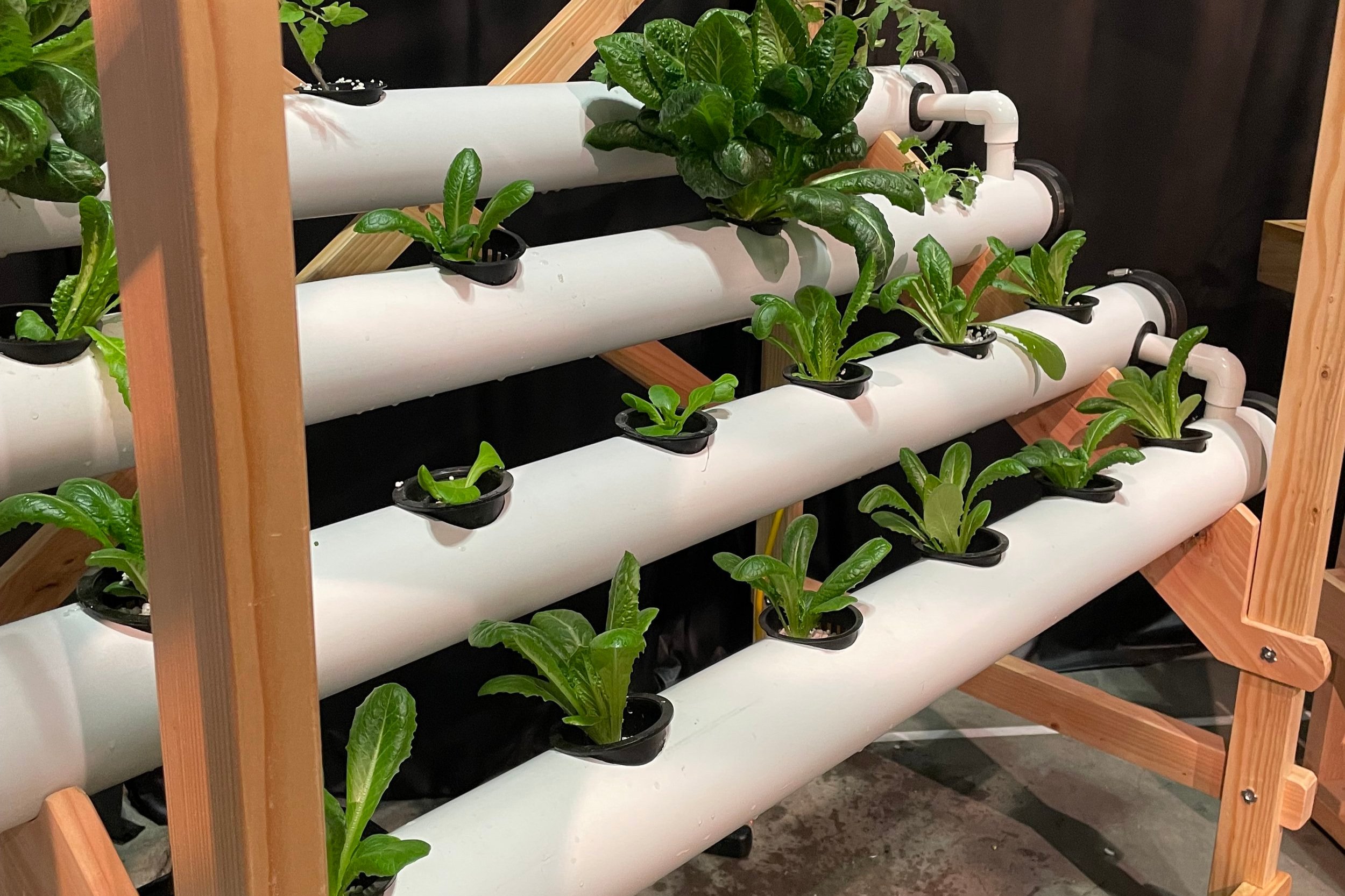 Hydroponics Cultivation