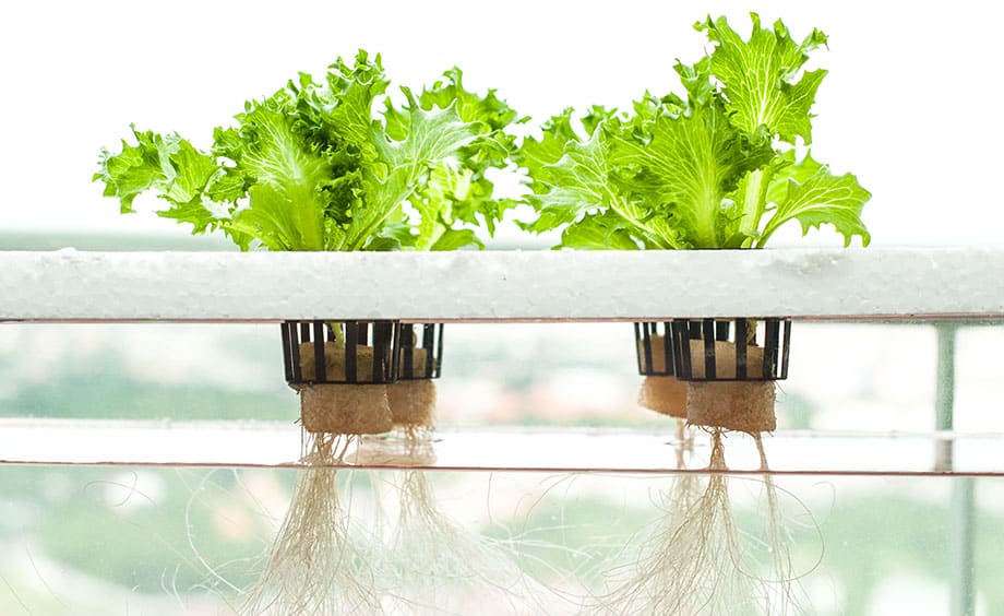 Hydroponics Cultivation