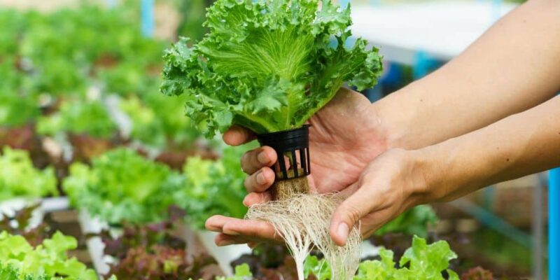 Hydroponics Farming