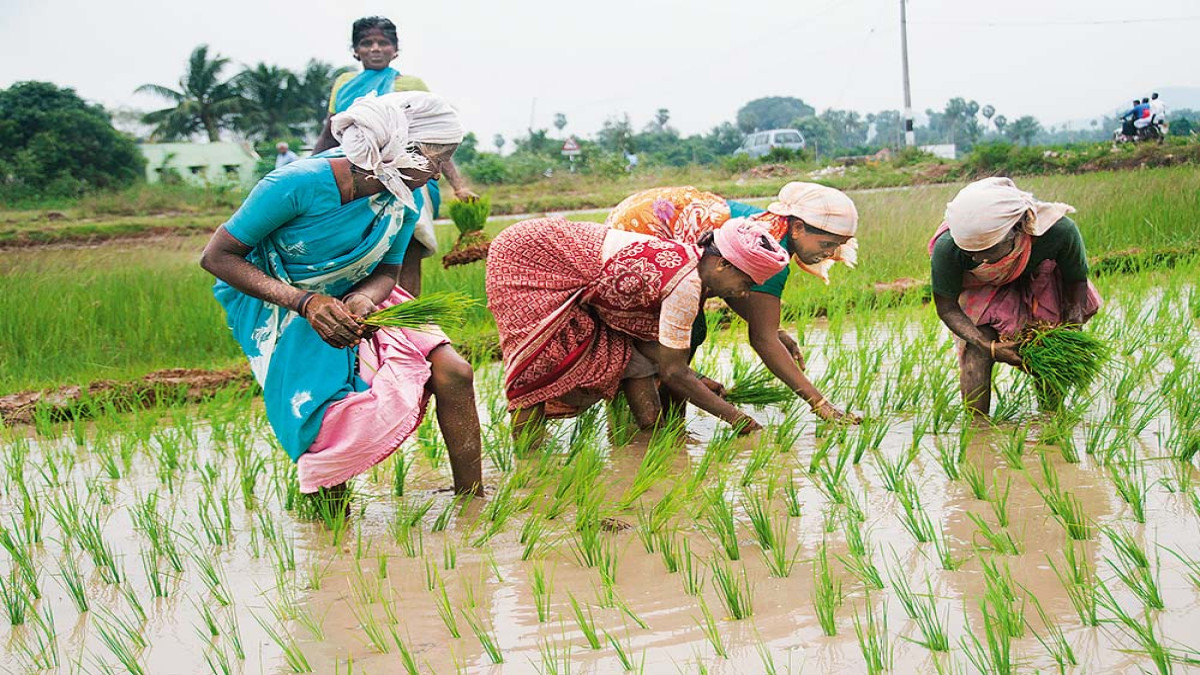 Paddy Farming