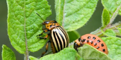 Integrated Pest Management