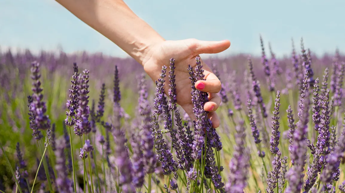 Lavender Cultivation