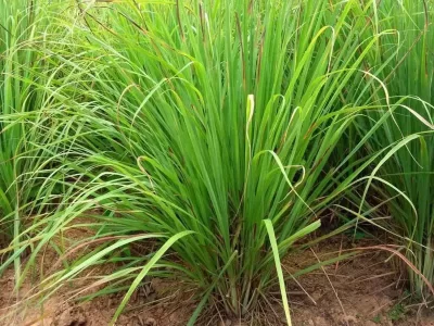 Lemongrass Farming