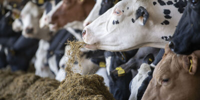 Silage Feed