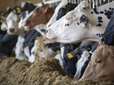 Silage Feed