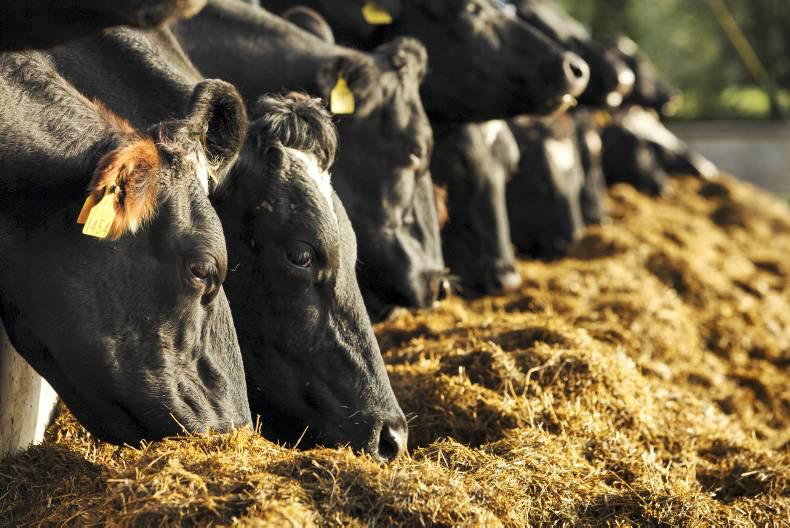  Livestock Silage Feeding