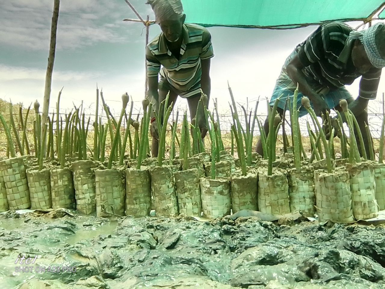 Mangrove Restoration