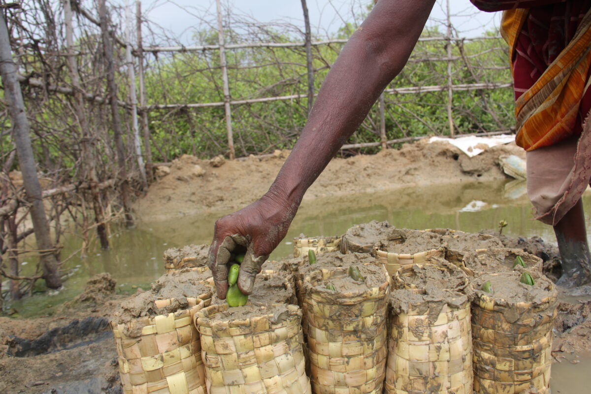 Mangrove Restoration