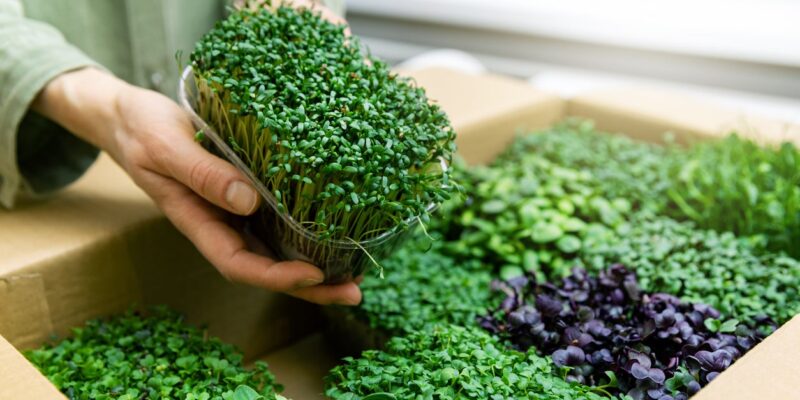 Micro Greens