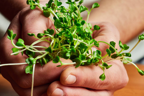 Micro Greens Cultivation