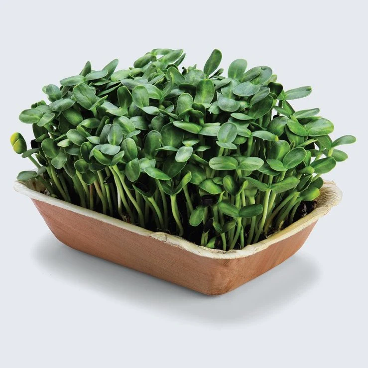 Micro Greens Cultivation