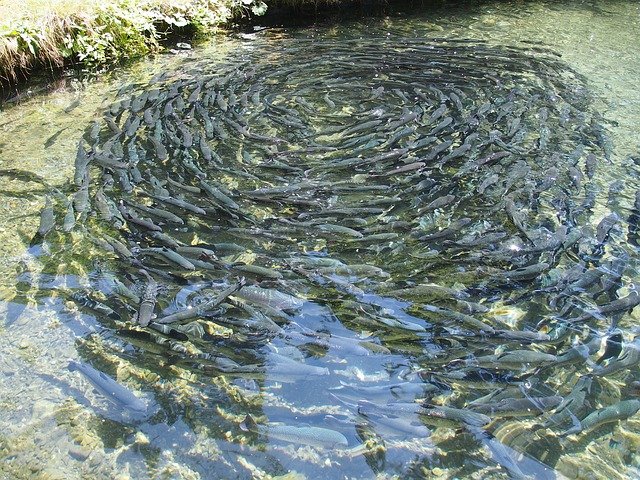 Modern Fish Farming