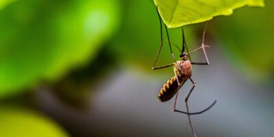 Mosquitoes management on farm