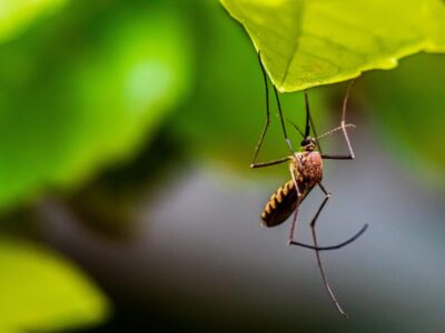 Mosquitoes management on farm