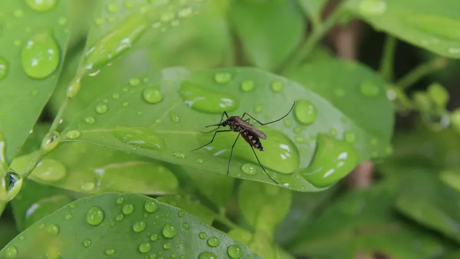 Mosquitoes management on farm