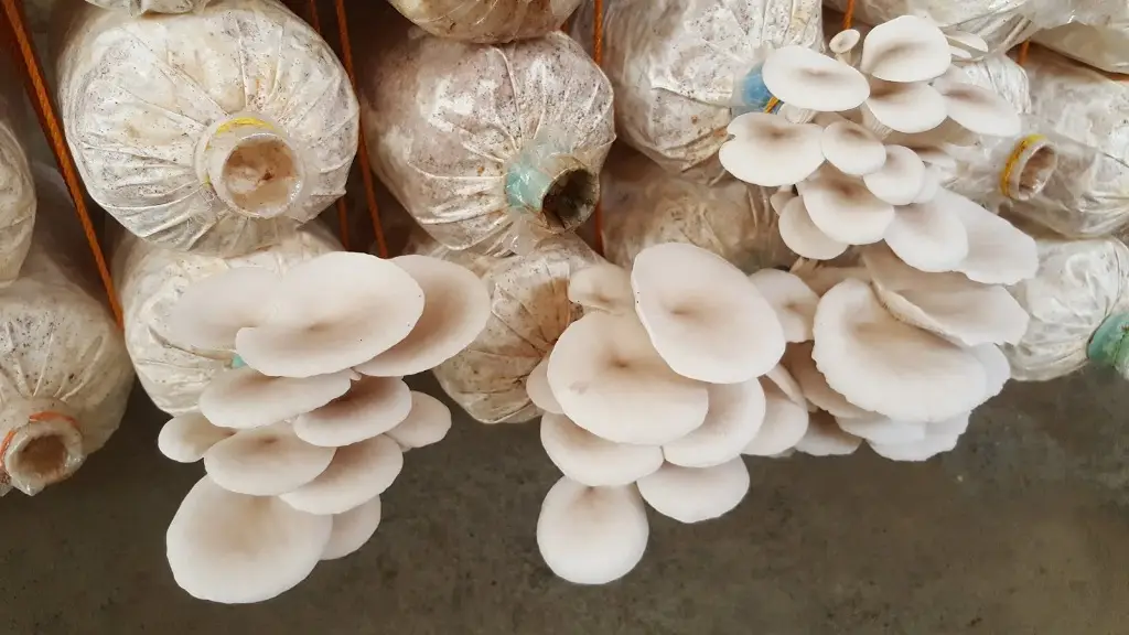 Mushroom Farming Business