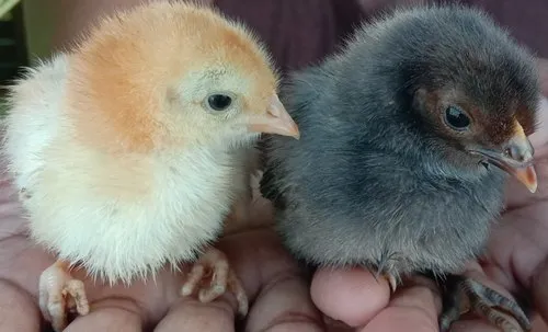 Narmada Nidhi Chicks