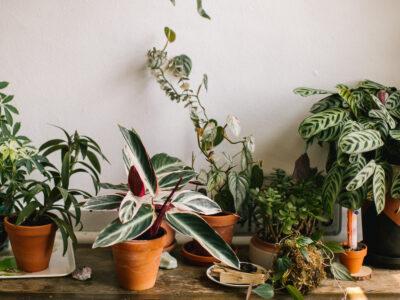 Nature's Air Purifier Plants