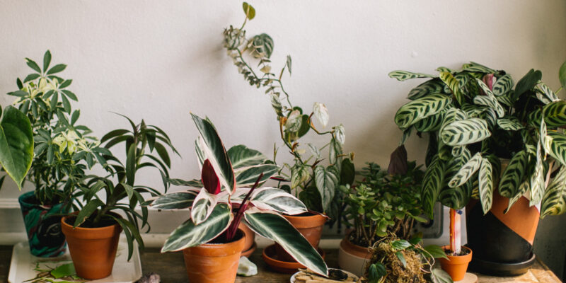 Nature's Air Purifier Plants