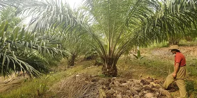 Oil Palm Cultivation