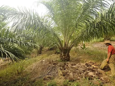 Oil Palm Cultivation