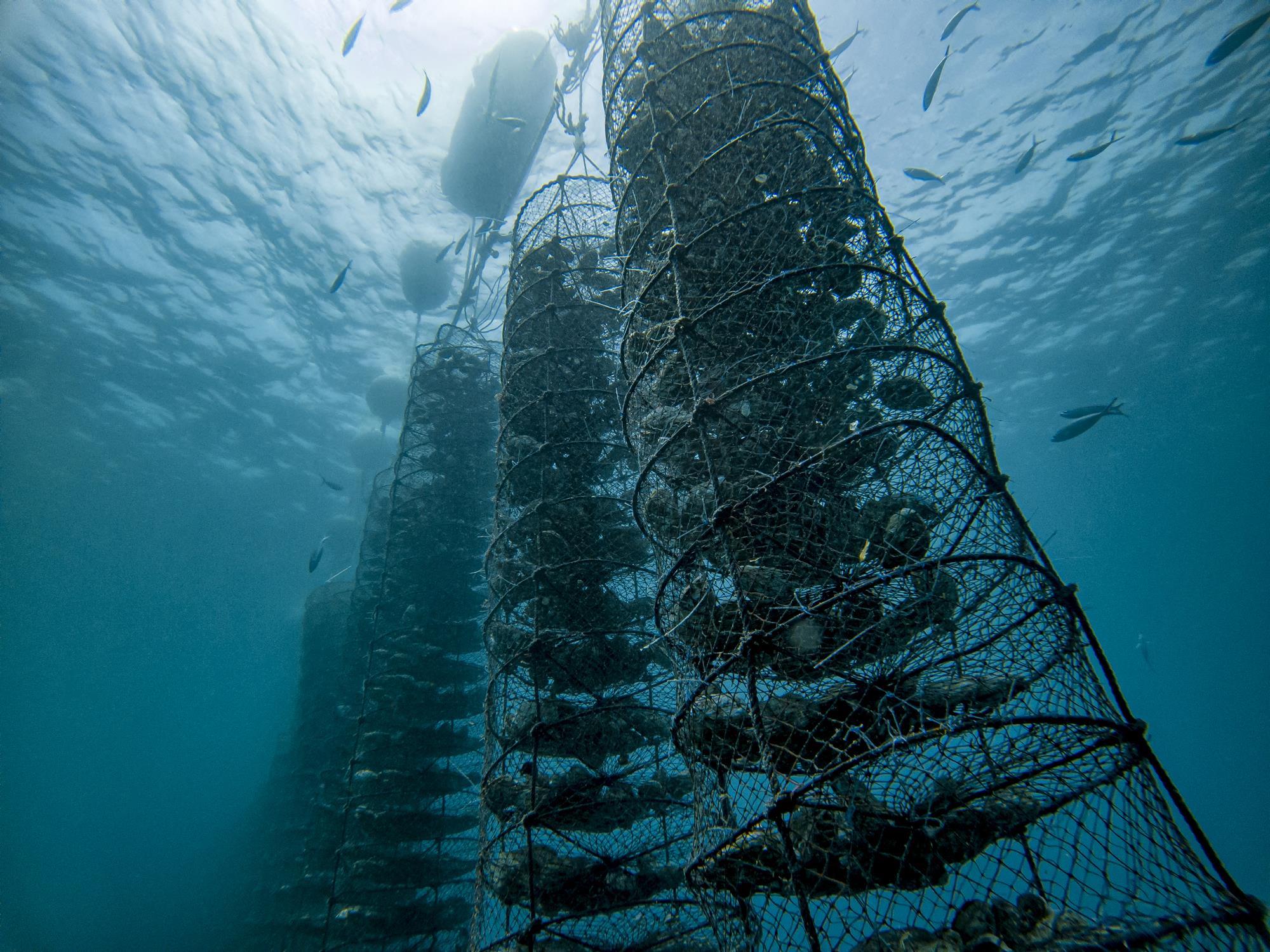 Pearl oyster cultivation