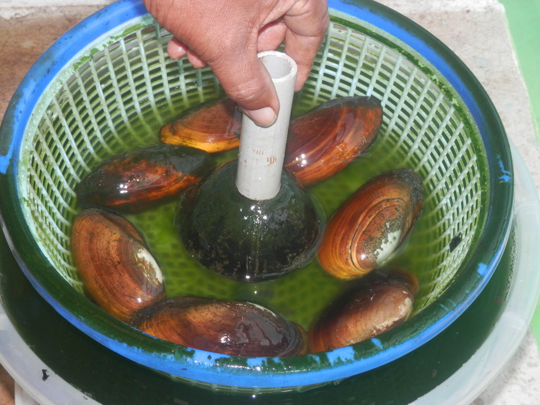 Pearl oyster cultivation