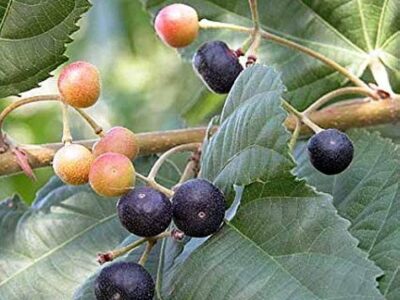 Phalsa Fruit