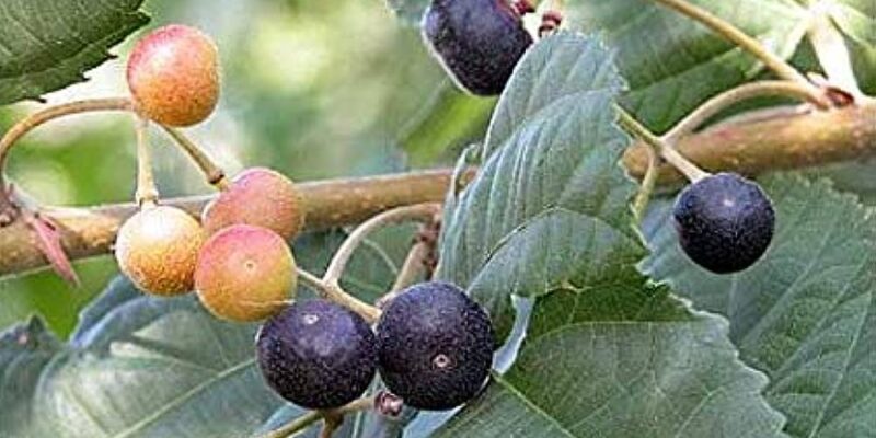 Phalsa Fruit