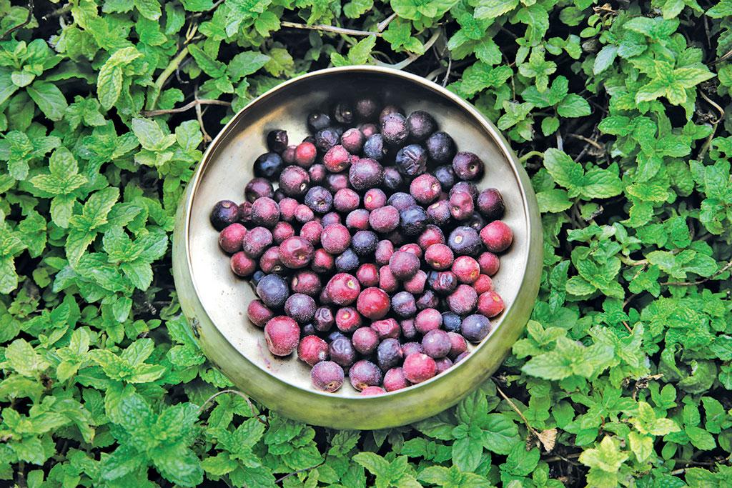 Phalsa Fruit Cultivation