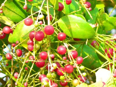 Pilu Fruit Cultivation