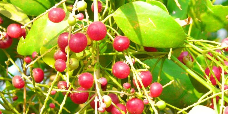 Pilu Fruit Cultivation