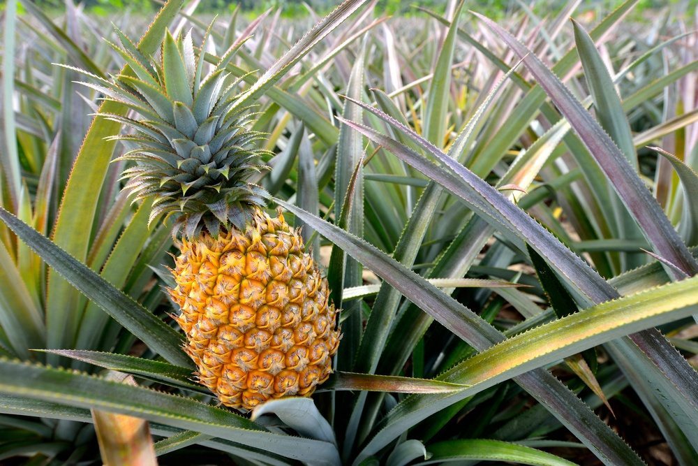 Pineapple Cultivation