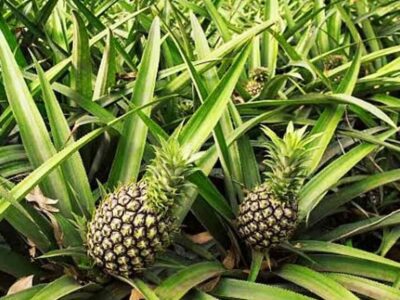 Pineapple Farming