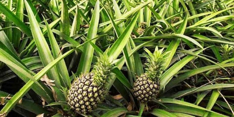 Pineapple Farming