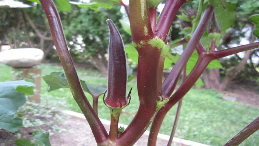 Red Okra Cultivation