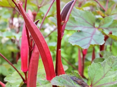 Red Okra Farming