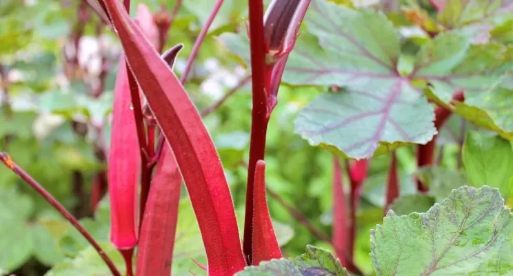 Red Okra Farming