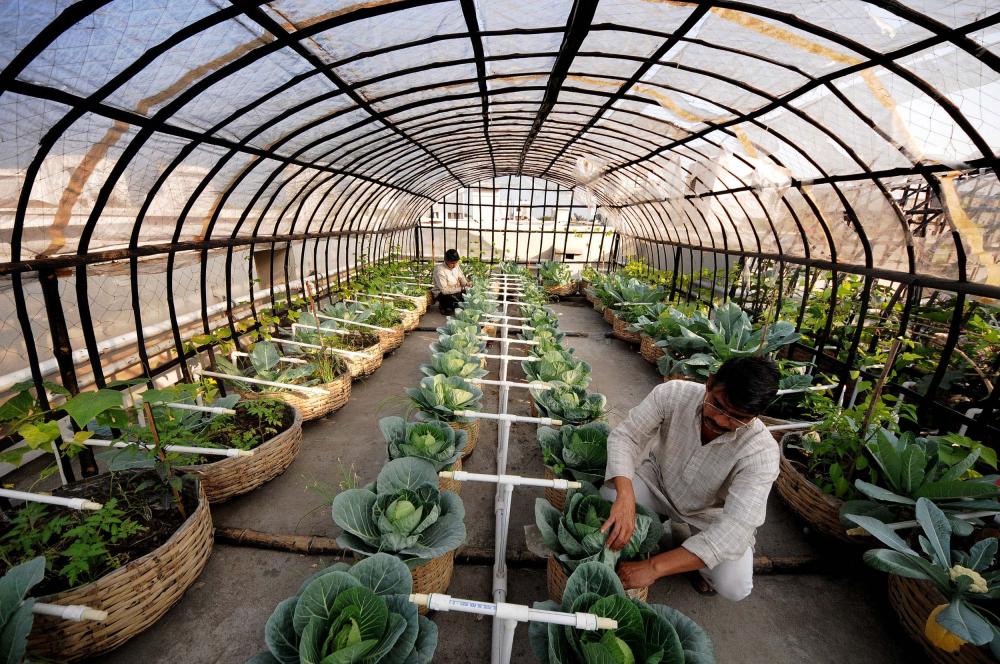 First Rooftop Organic Farming