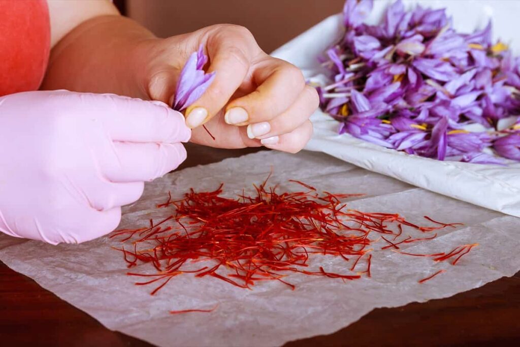 Shailesh Modak Saffron Cultivation