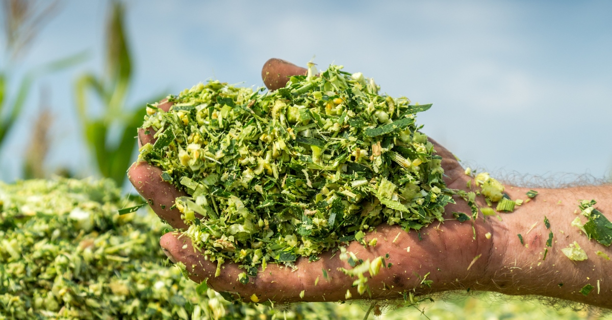 Livestock Silage Feed