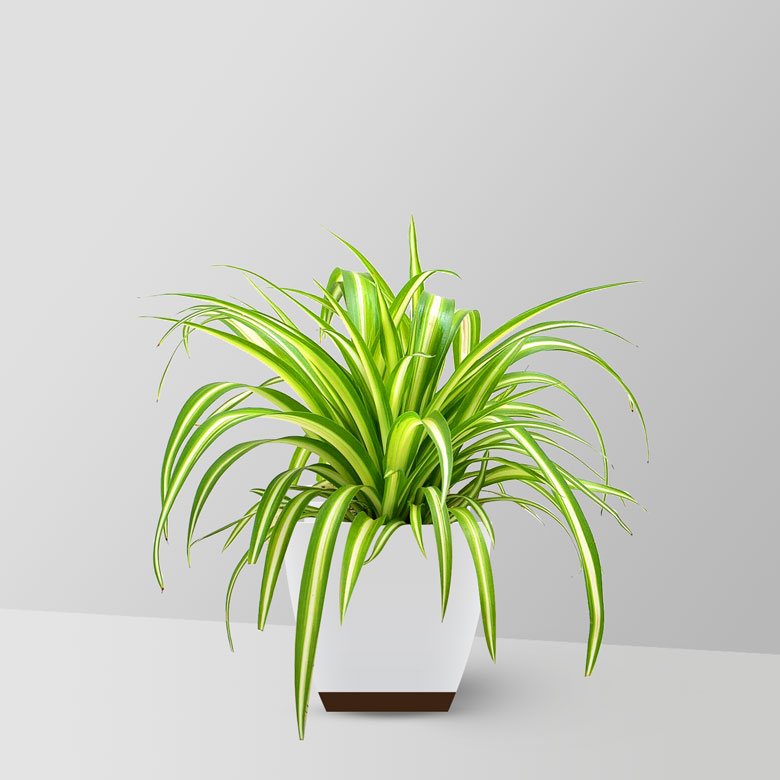 Spider Plant