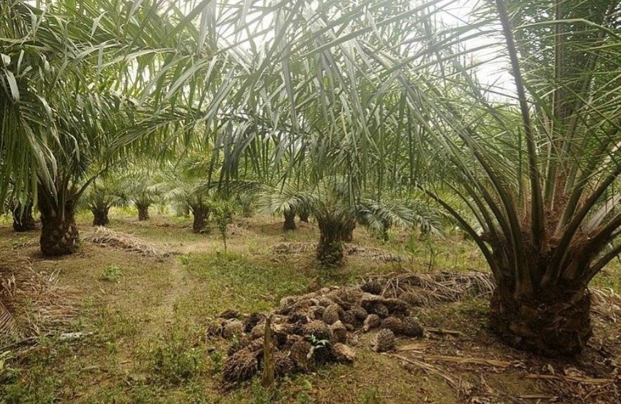 Telangana's Oil Palm Cultivation