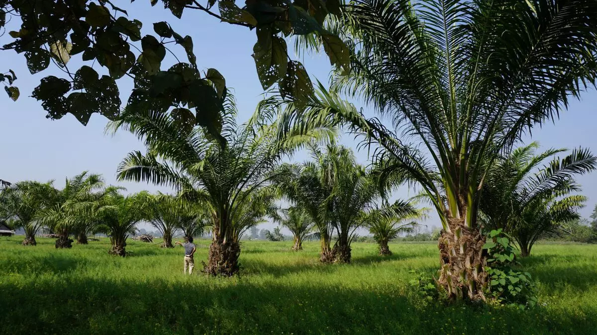 Telangana's Oil Palm Cultivation