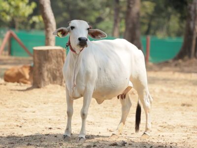 Tharparkar cattle